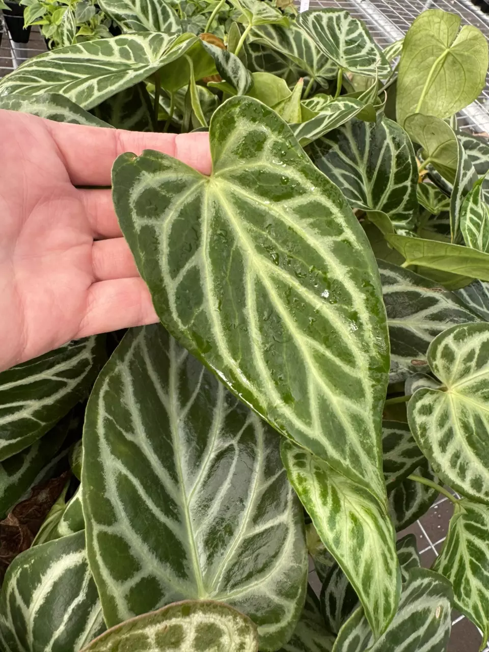 plant/Seed grown anthurium crystallinum red silver starter plant growers choice-0