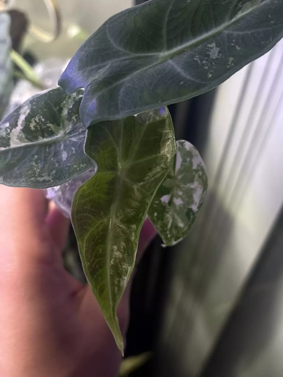 plant/Pink Dragon Albo Pup-2