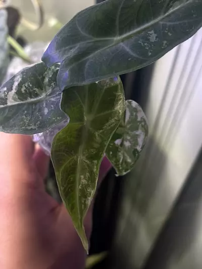 plant/Pink Dragon Albo Pup-2-thumbnail