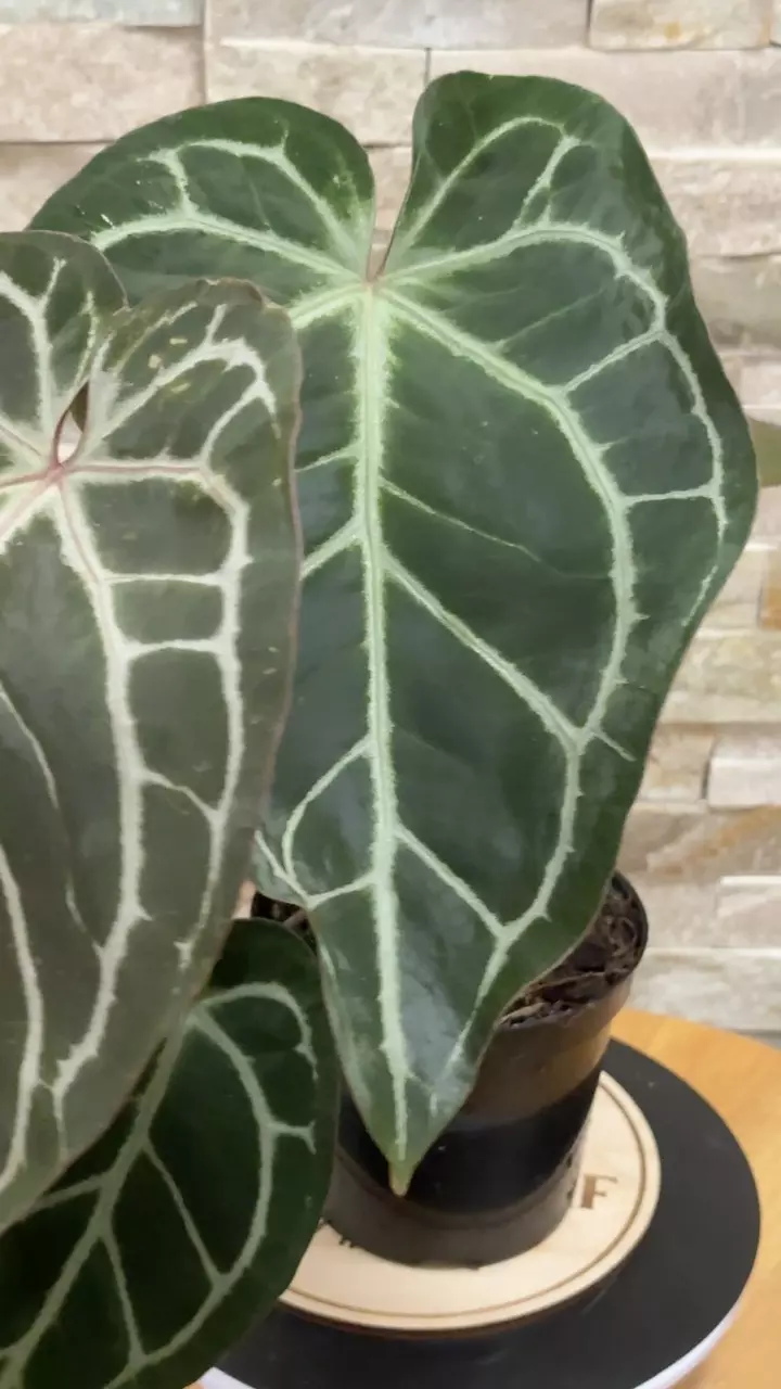 plant/Anthurium (RC x Dorayaki) X ( RC F3)-0