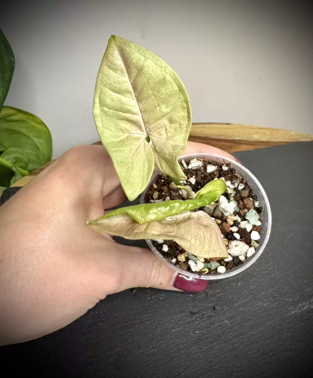plant/Syngonium Pink Cloud-0