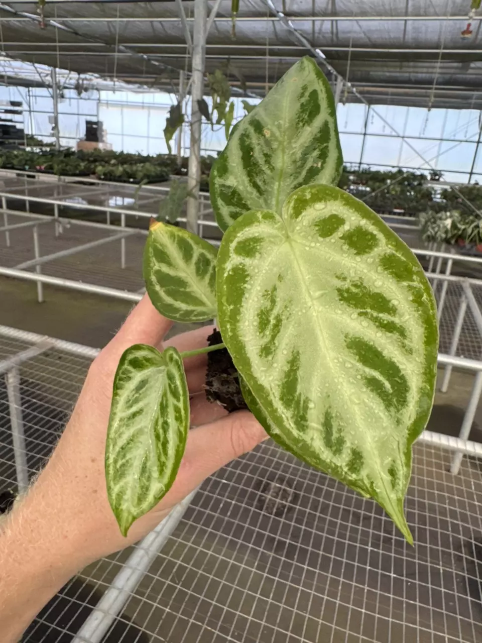 plant/Seed grown anthurium silver chrome X dorayaki silver starter plant growers choic-1