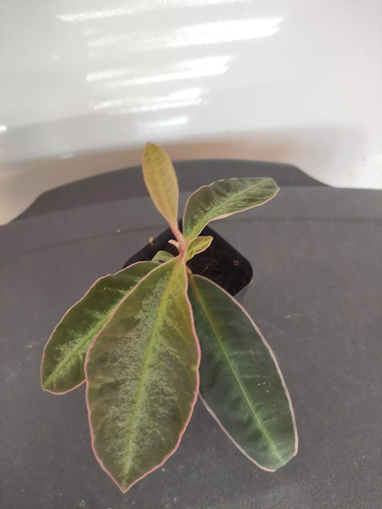 plant/Labisia sp. Stardust-0