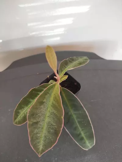 plant/Labisia sp. Stardust-0-thumbnail