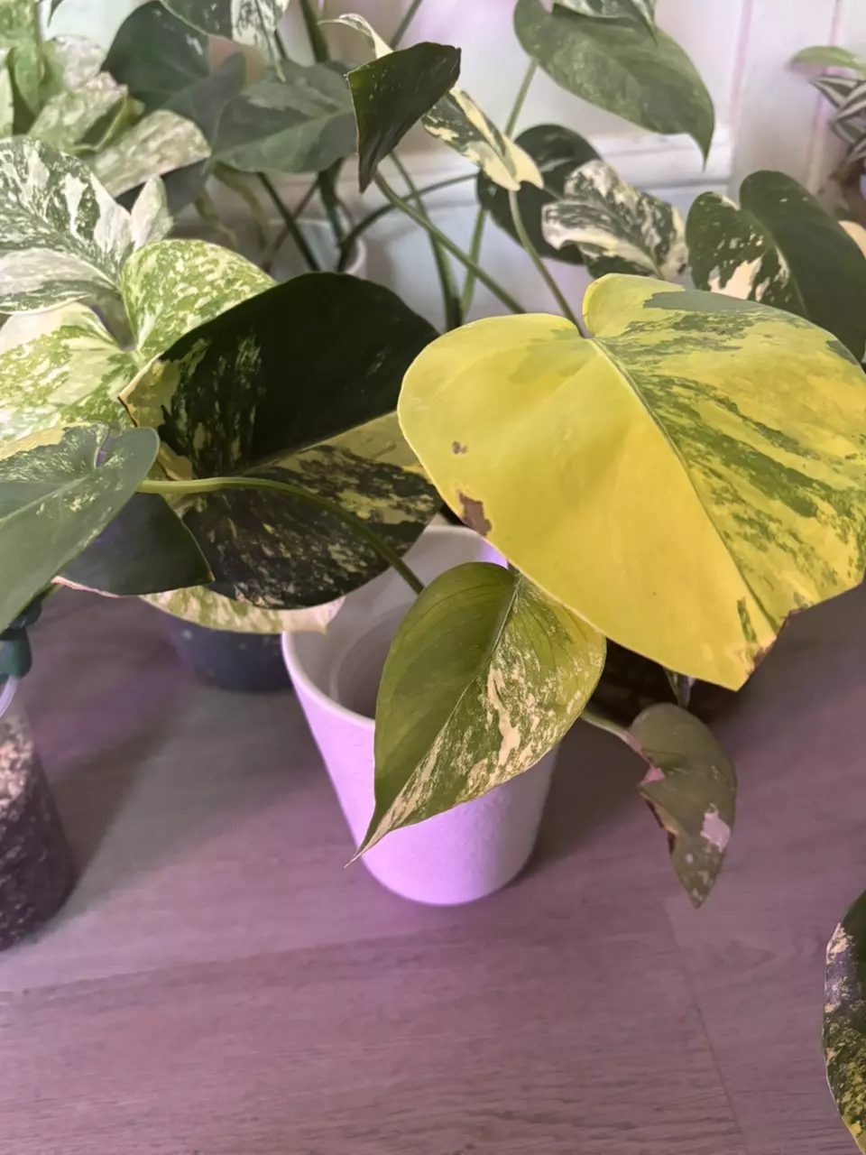 plant/Monstera Pom Pom-1