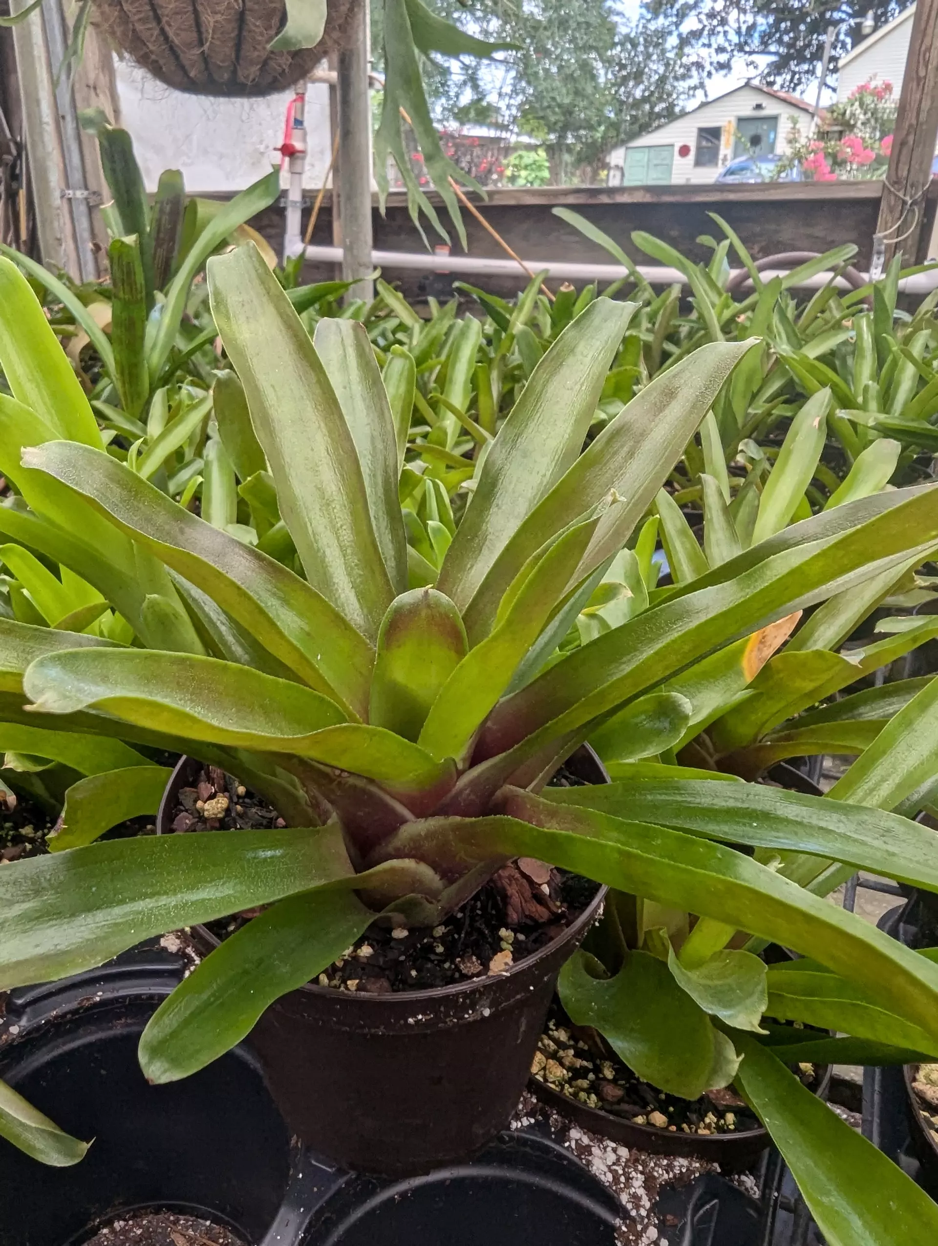 plant/Bromeliad Assorted-0