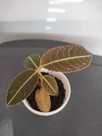 plant/Emblemantha urnulata (labisia sp Riau)-1-thumbnail