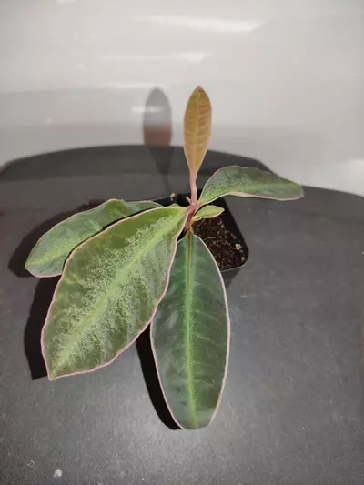 plant/Labisia sp. Stardust-2-thumbnail