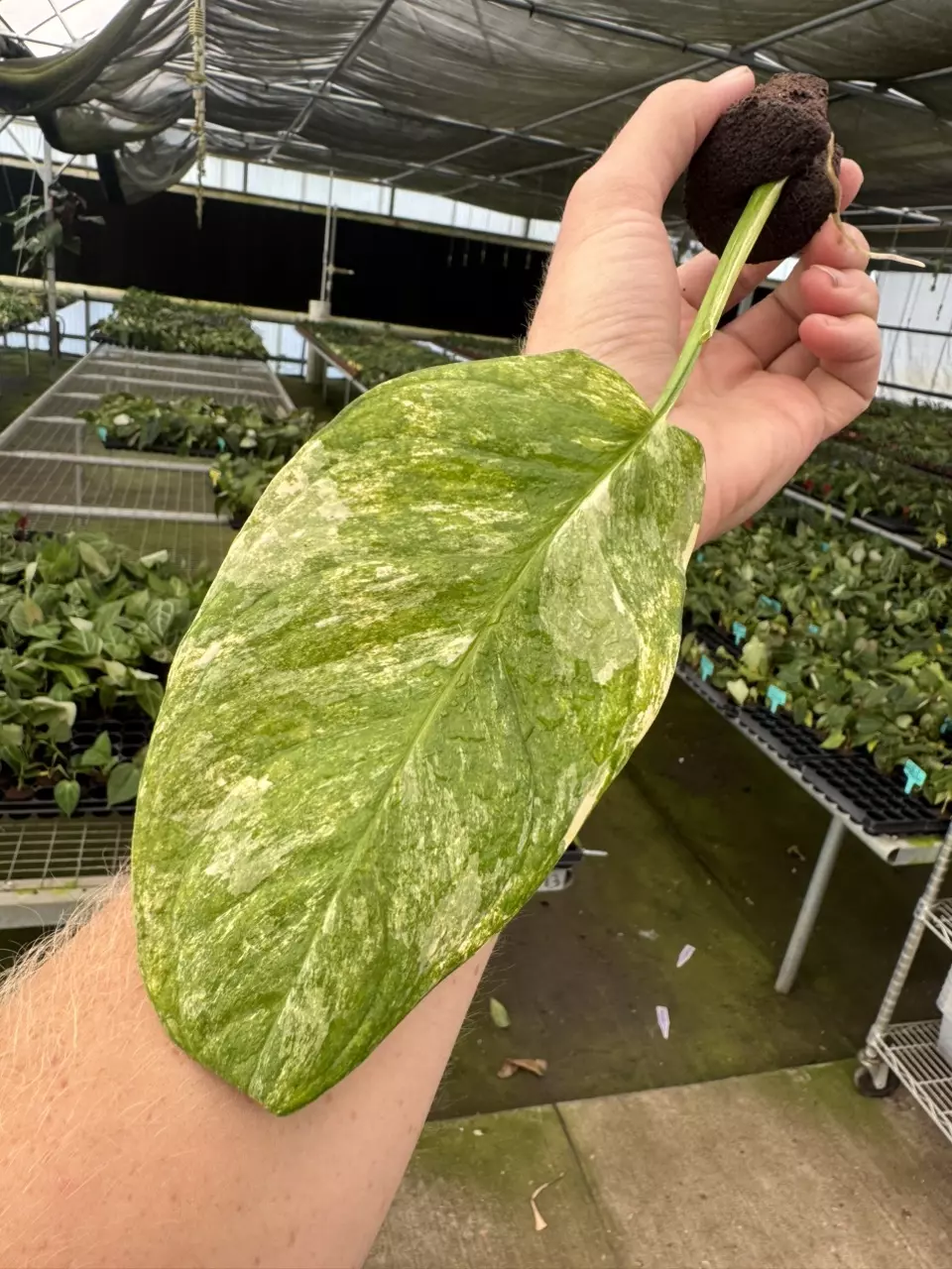 plant/Monstera obliqua mayuna starter plant growers choice-1