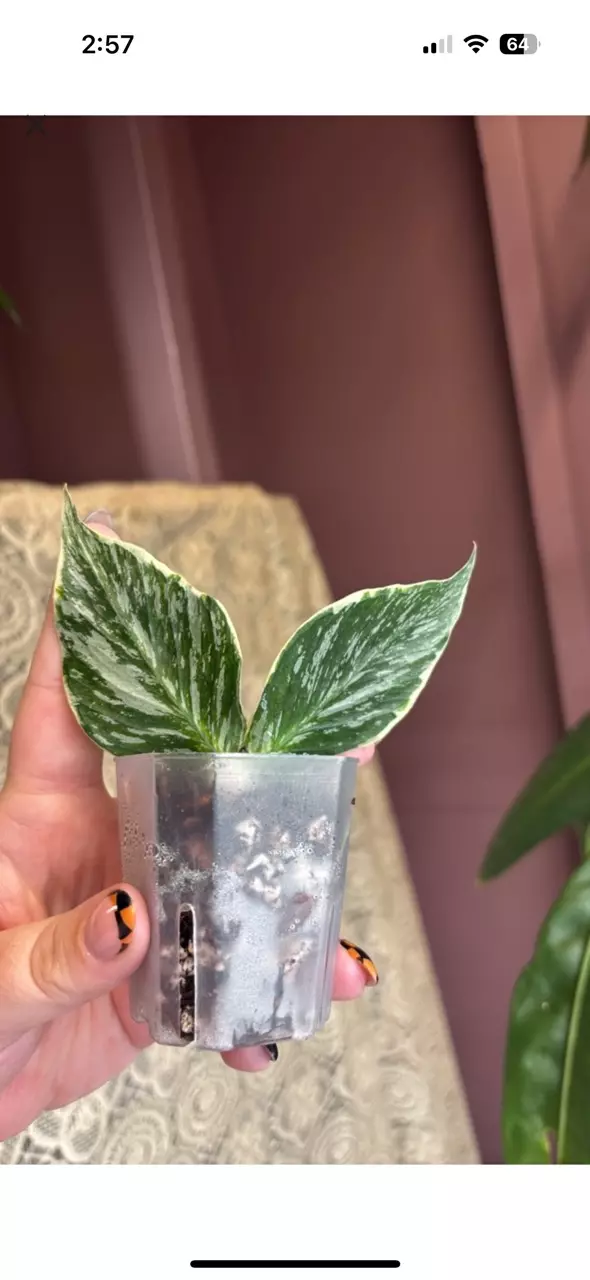 plant/Jasminka-0