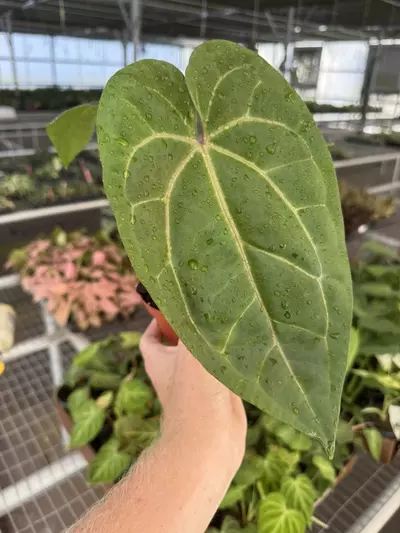 plant/Anthurium dark phoenix x crystallinum dark form 4” pot growers choice-2-thumbnail