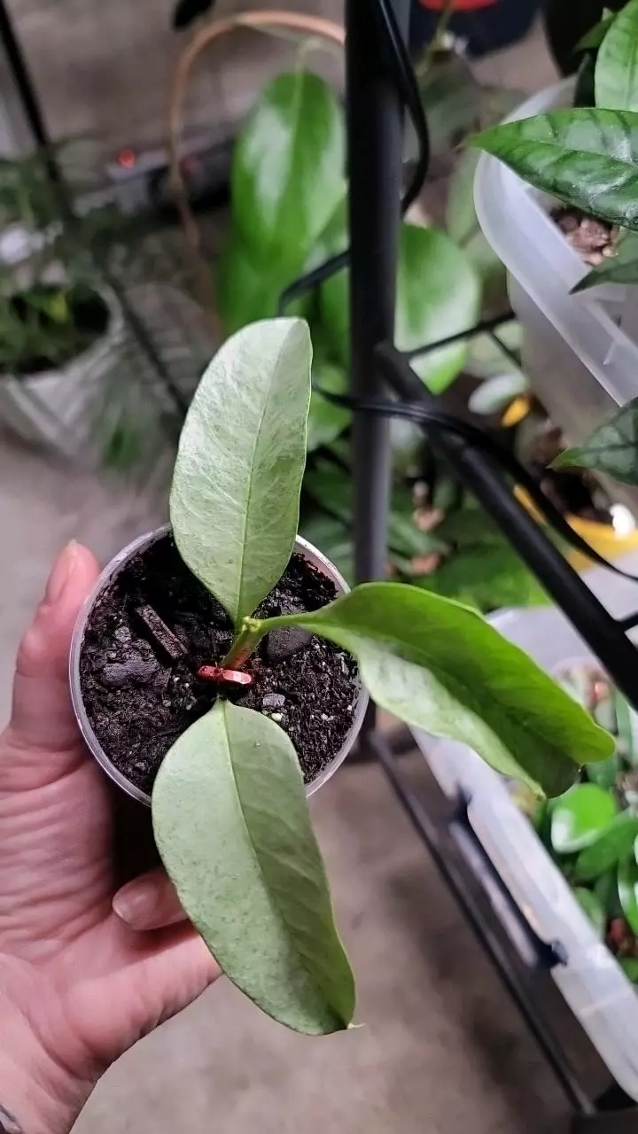 plant/Hoya Multiflora Wonderphil C-0