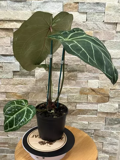 plant/Anthurium (Black Widow x Michelle) X (Michelle x Zara)-2-thumbnail