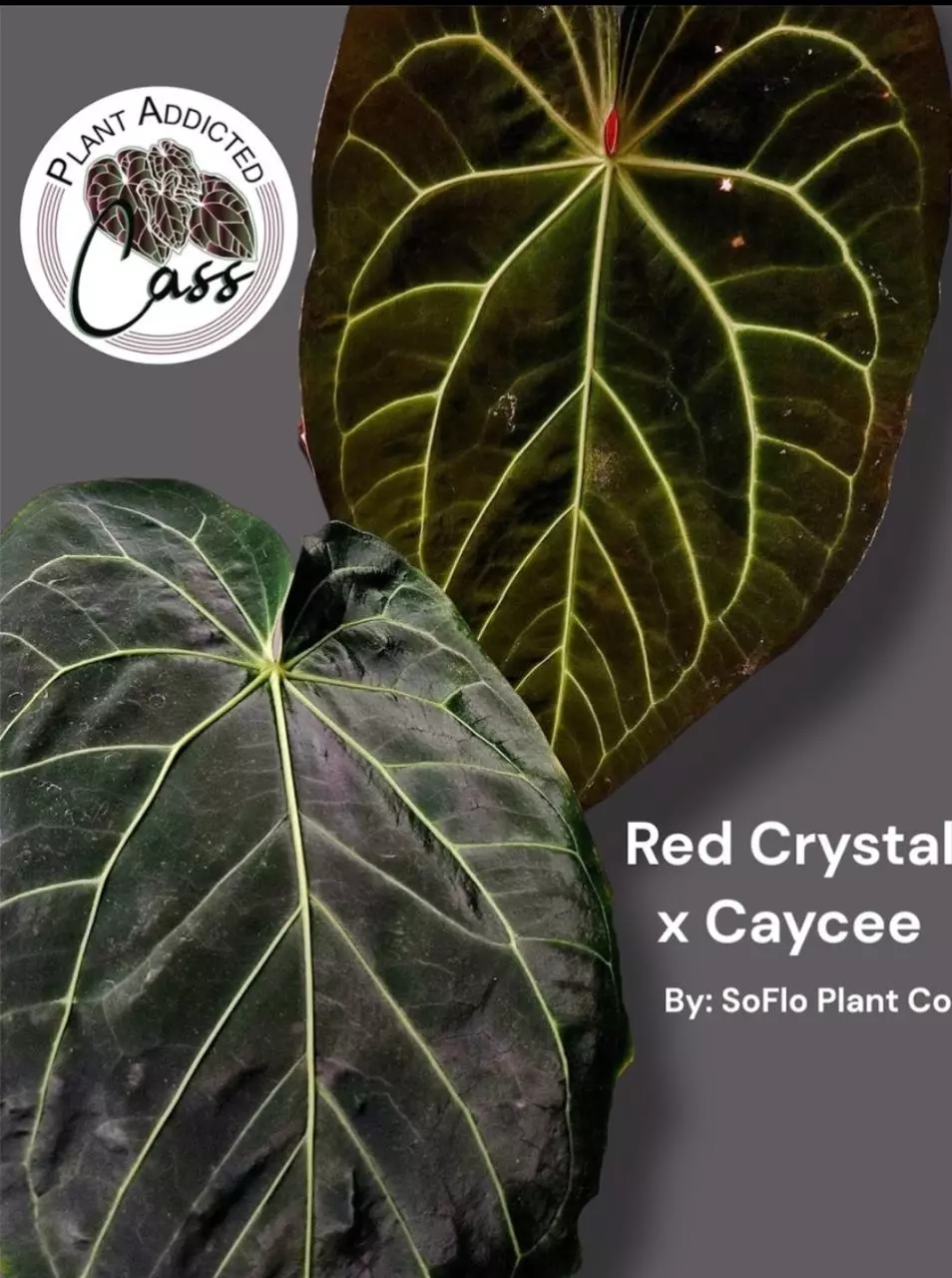 plant/Red Crysteal x Caycee-0