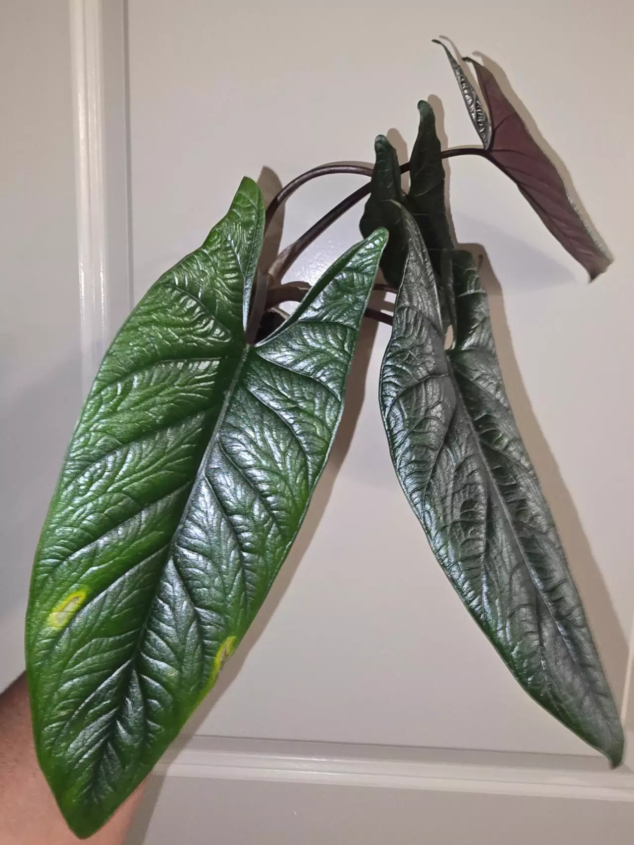 plant/Alocasia Scalprum in 4 inch pot.-1
