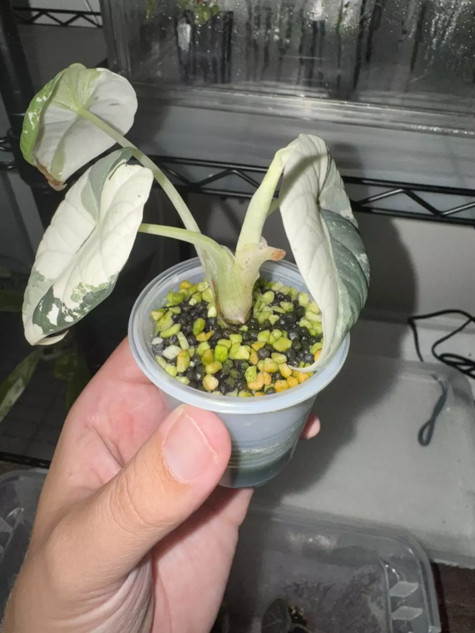 plant/3 Leaf Maharani Pup w/ New Leaf on the Way- For Wanda-0