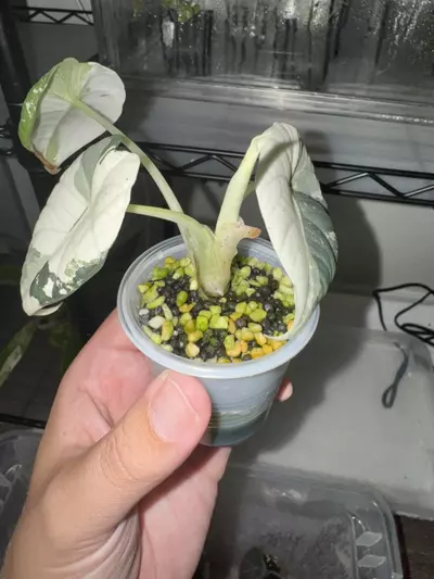 plant/3 Leaf Maharani Pup w/ New Leaf on the Way- For Wanda-0-thumbnail