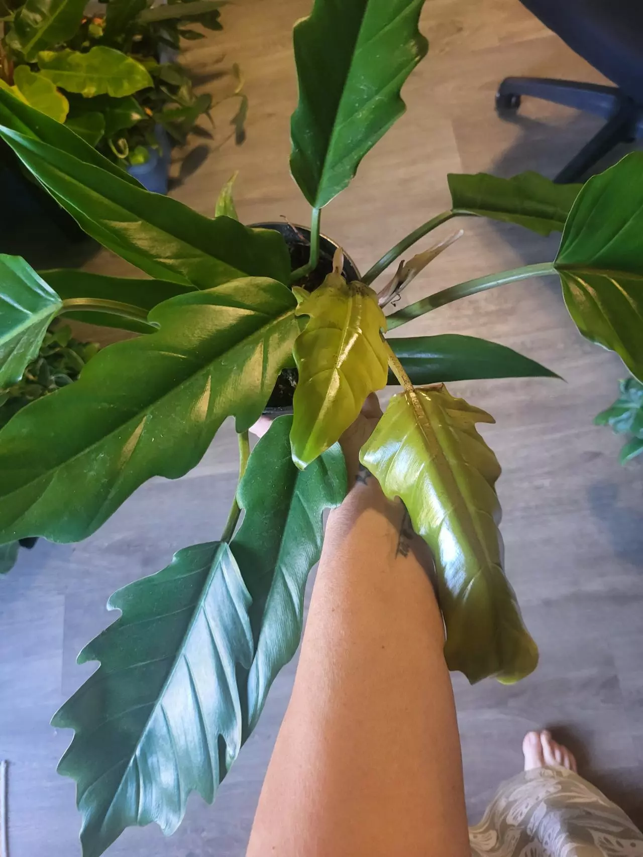 plant/Philo choco empress-0