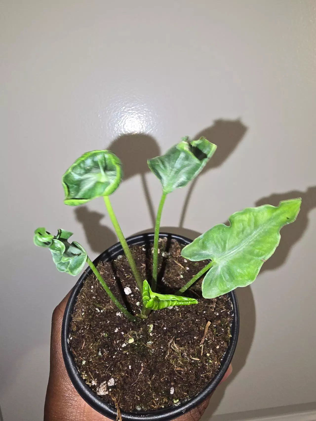 plant/Alocasia Teletubbie in 4 inch pot.-0