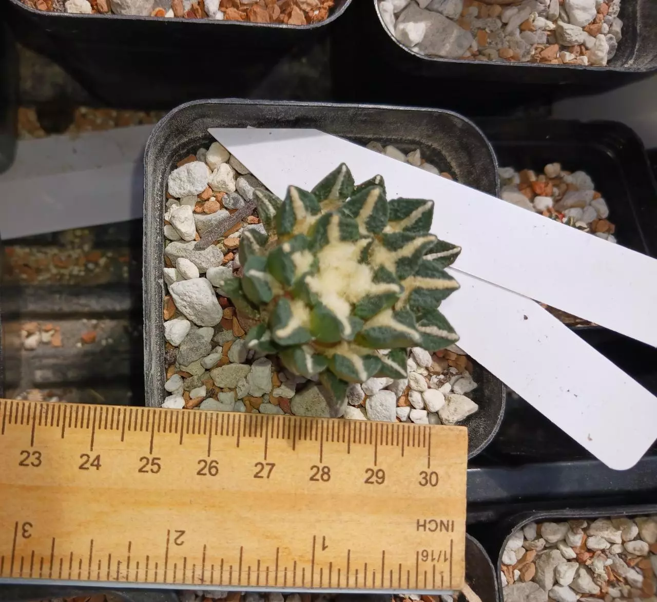 plant/Ariocarpus kotschoubeyanus-1