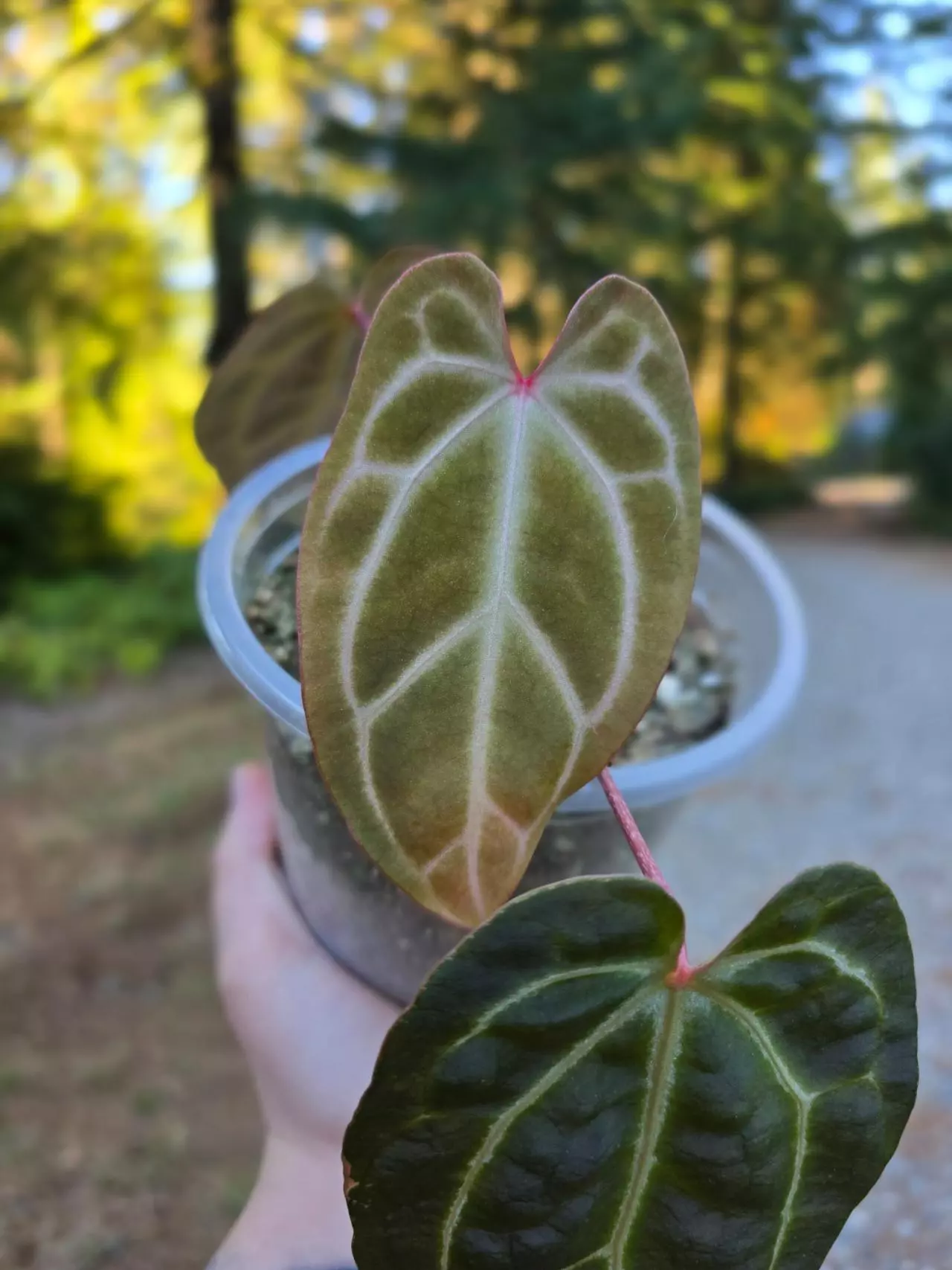 plant/*Anthurium Bundle*-2