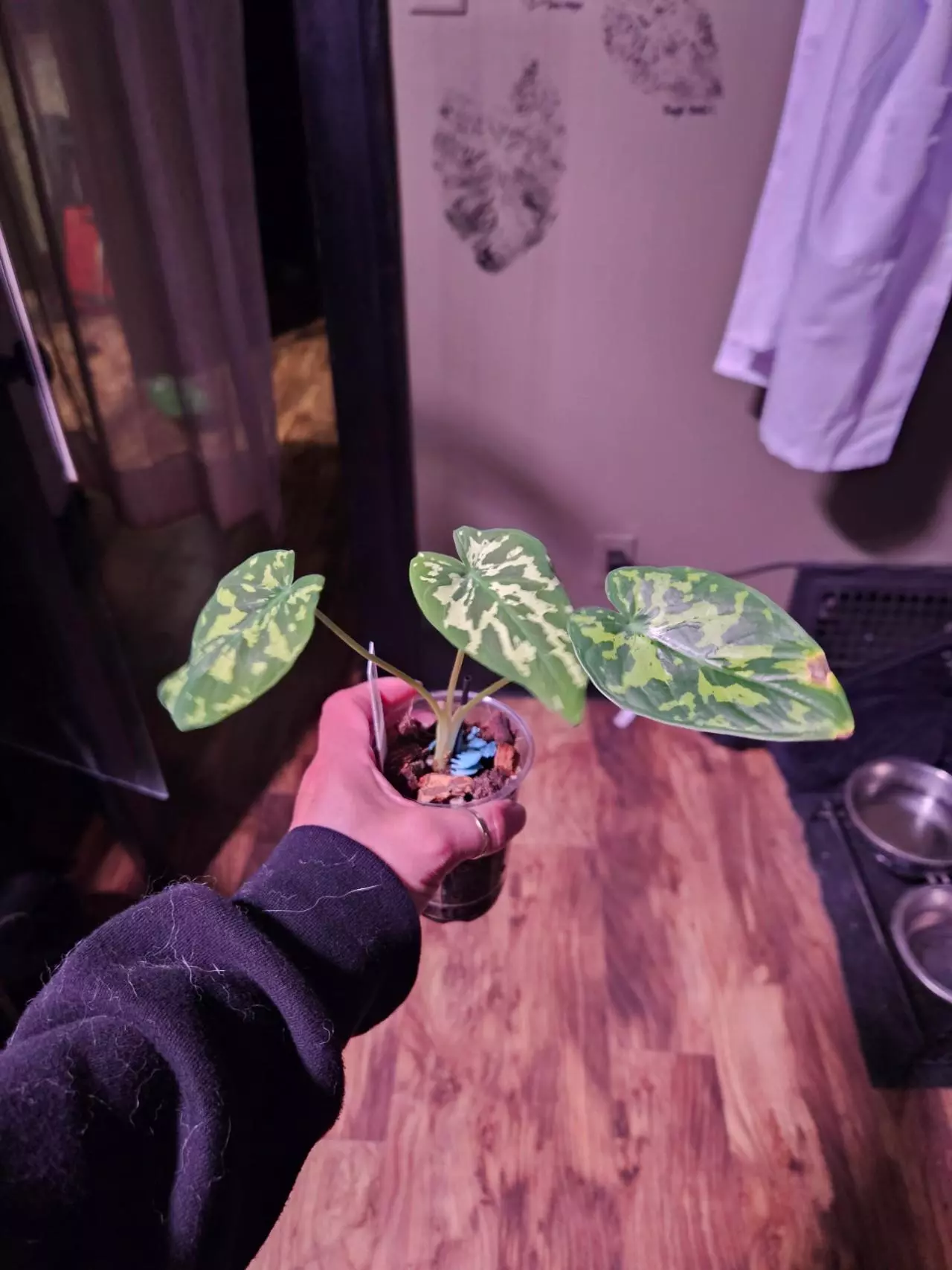 plant/Alocasia bundle-3