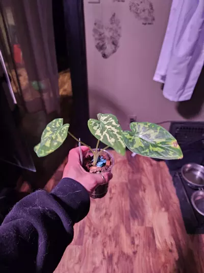 plant/Alocasia bundle-3-thumbnail