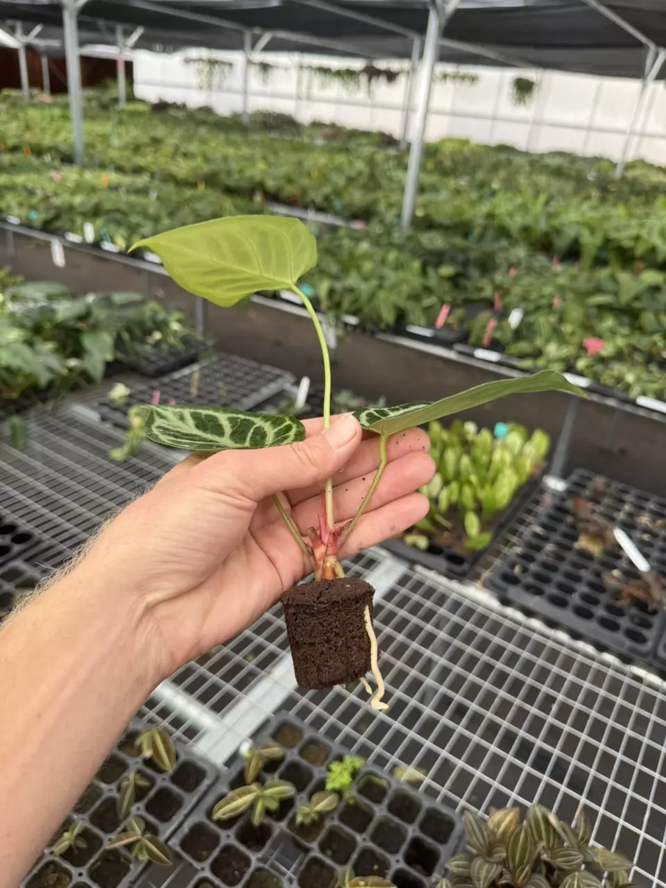 plant/Seed grown anthurium crystallinum red silver starter plant growers choice-7