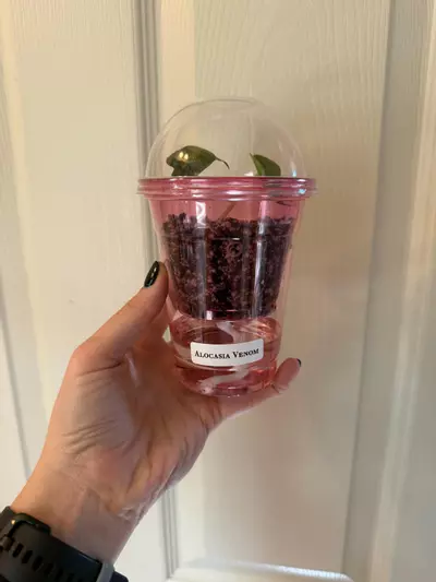 plant/Self-Watering Cup for Corms and Tissue Cultures - PINK *Customized Labels Included-0-thumbnail