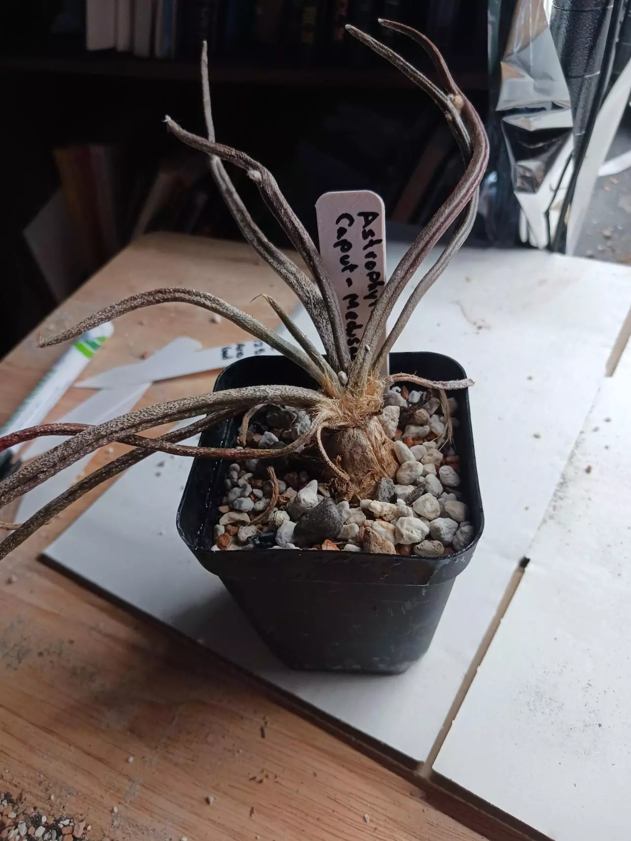 plant/Astrophytum caput medusae-2