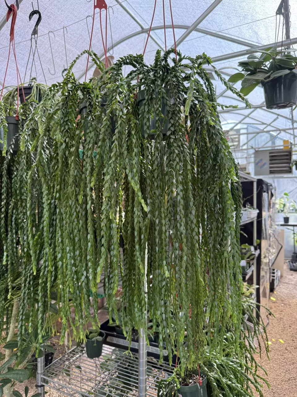 plant/XL Huperzia Hang Hong (full & bushy)-0