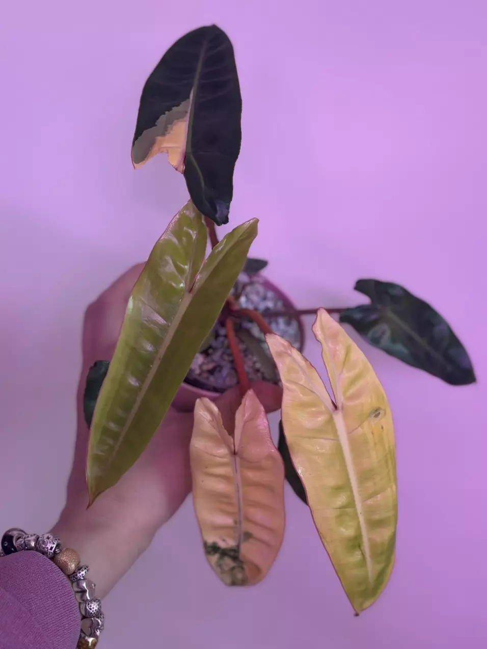 plant/Variegated Billie (not tc)-0