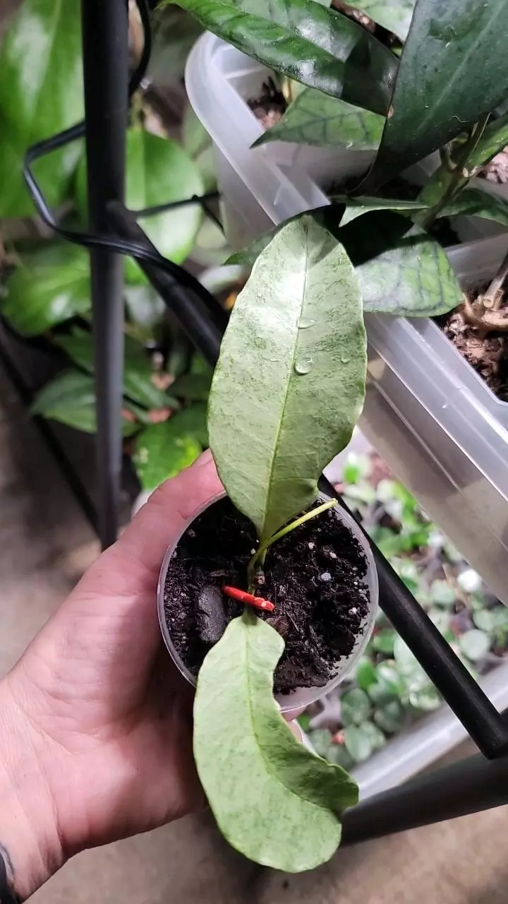 plant/Hoya Multiflora Wonderphil B-0