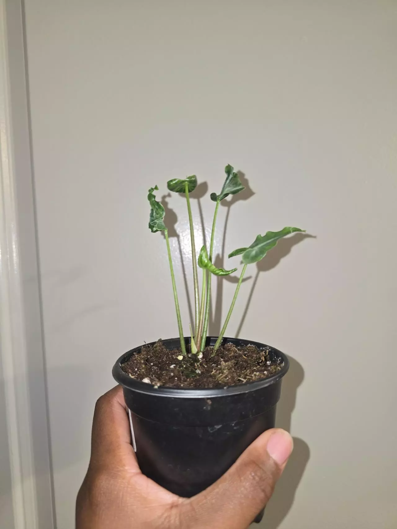 plant/Alocasia Teletubbie in 4 inch pot.-1
