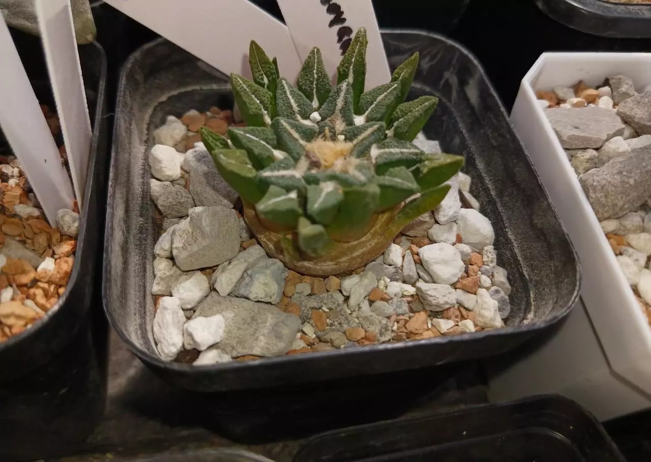 plant/Ariocarpus kotschoubeyanus-0