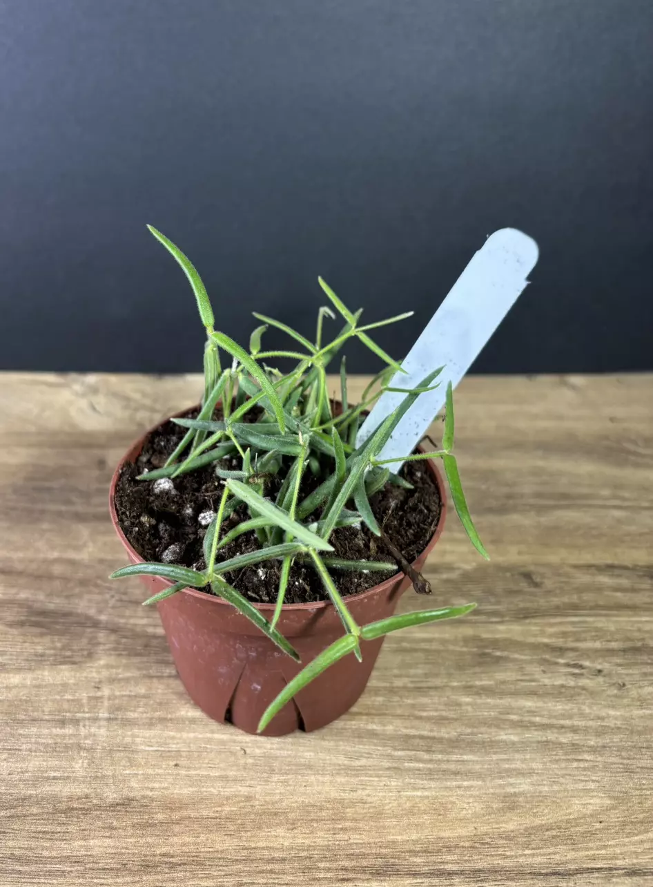 plant/Hoya Linearis 4” - grower’s choice-1