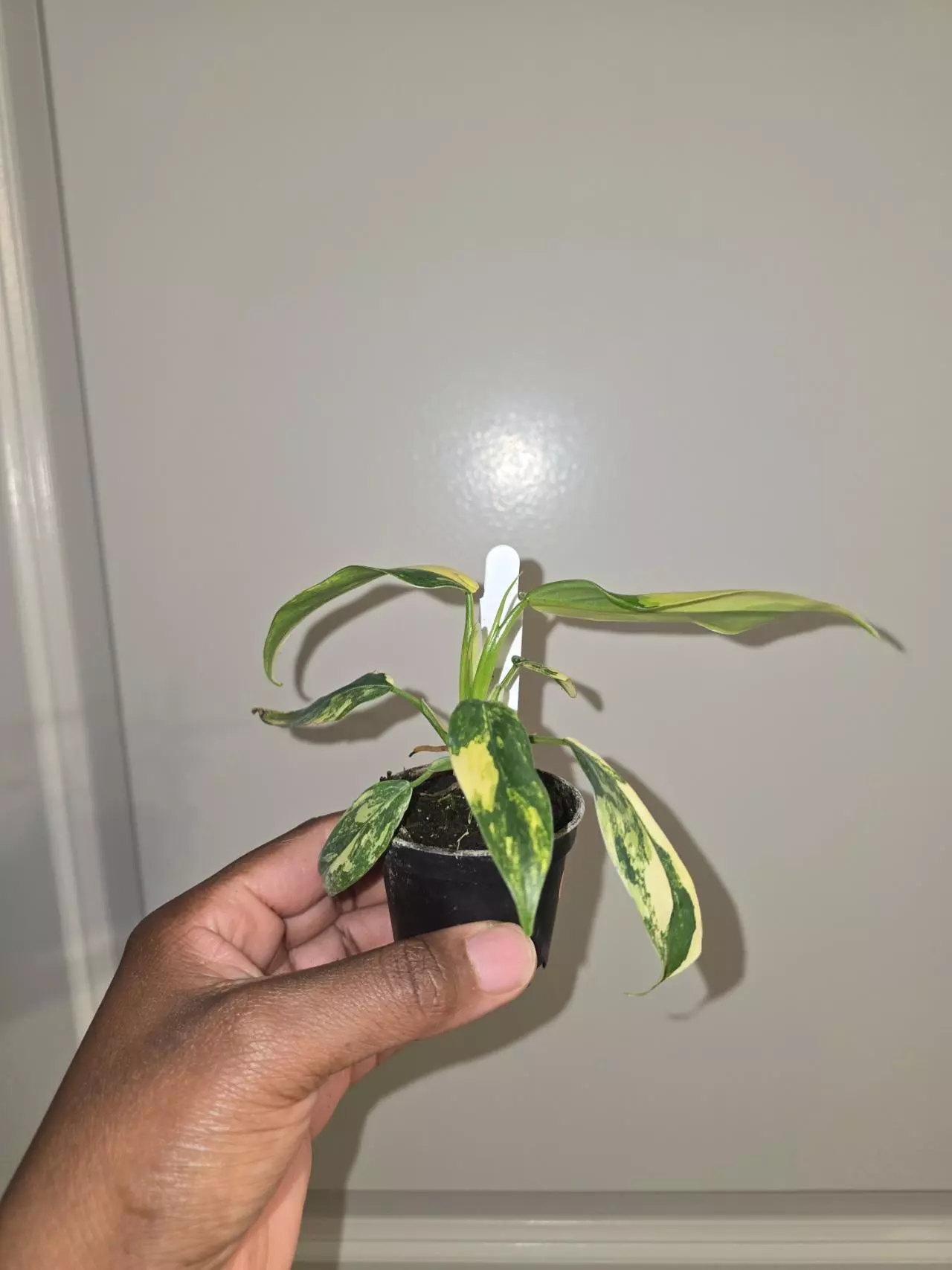 plant/Variegated Philodendron Domesticum in 2 inch pot.-1
