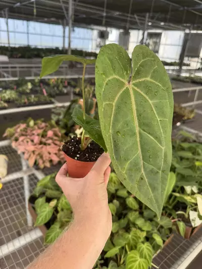 plant/Anthurium dark phoenix x crystallinum dark form 4” pot growers choice-3-thumbnail