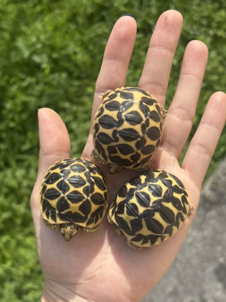 plant/Sri Lankan Star Tortoise babies-1
