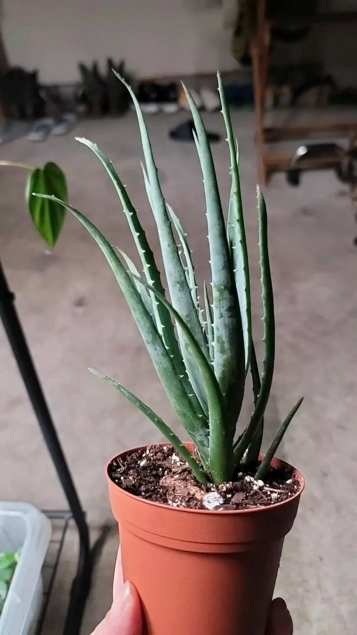 plant/Blue elf aloe-0