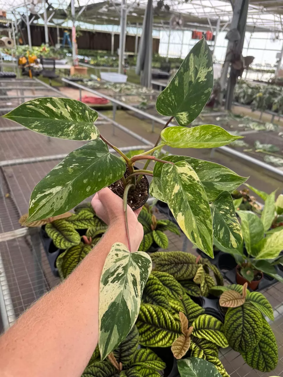 plant/Emerald king 4” pot growers choice-0