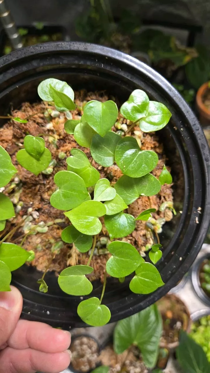 plant/Anthurium rionegrense (Rio Negro, Chiapas) 2x seedlings.-9