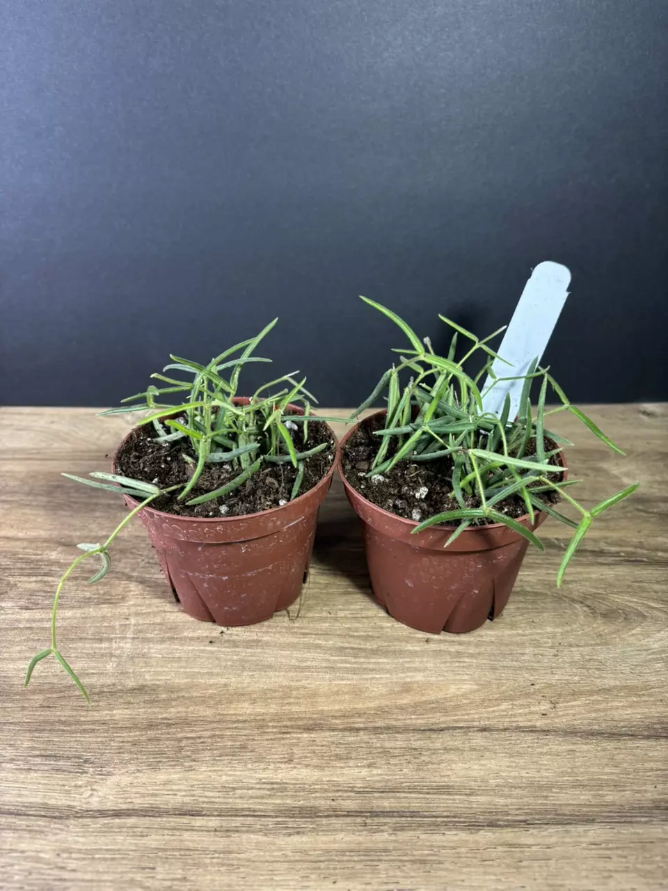 plant/Hoya Linearis 4” - grower’s choice-2