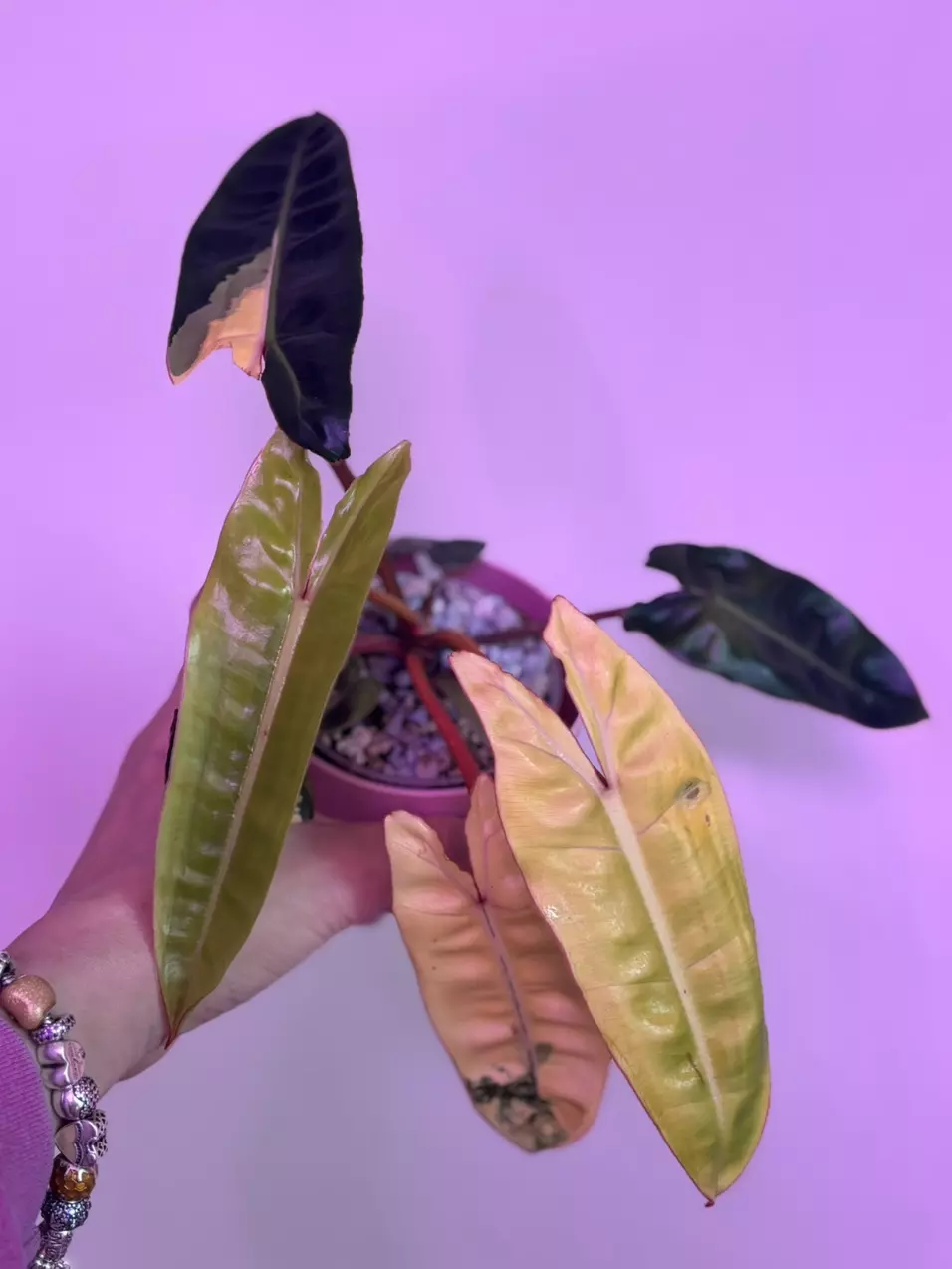 plant/Variegated Billie (not tc)-1