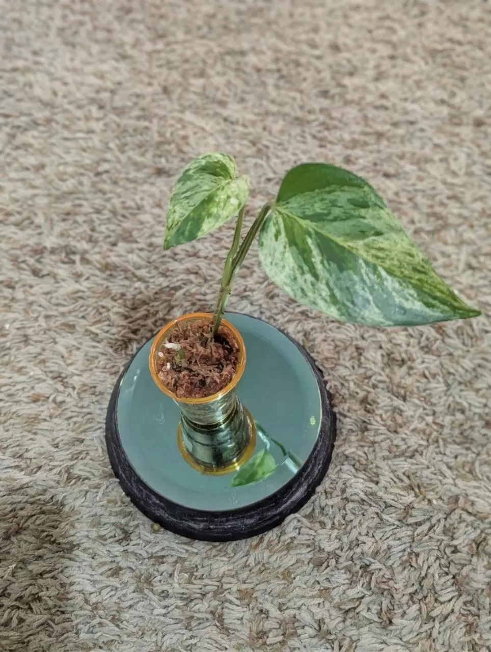 plant/Marble Queen Pothos #181-1