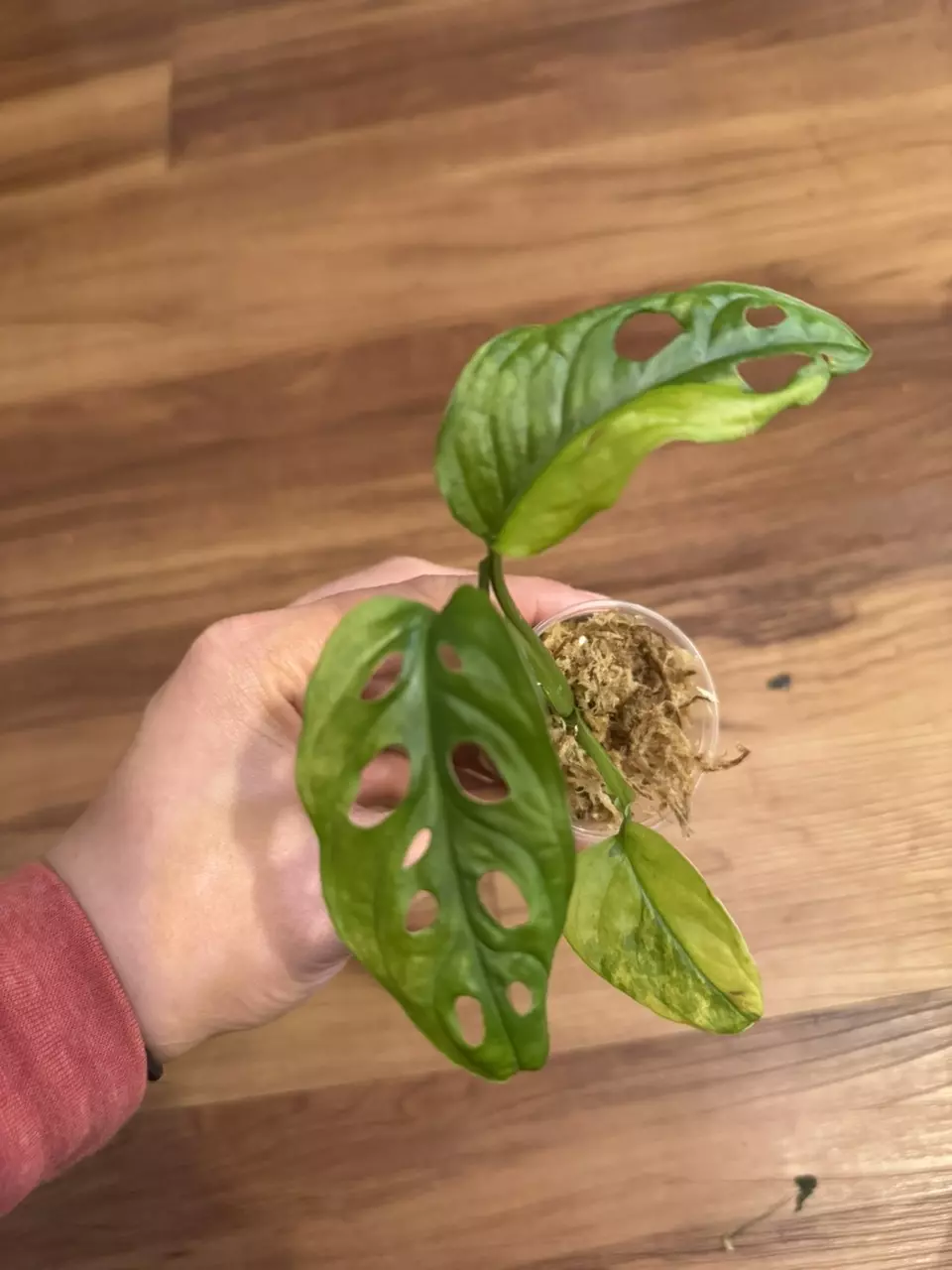plant/Monstera Adansonii Aurea-0
