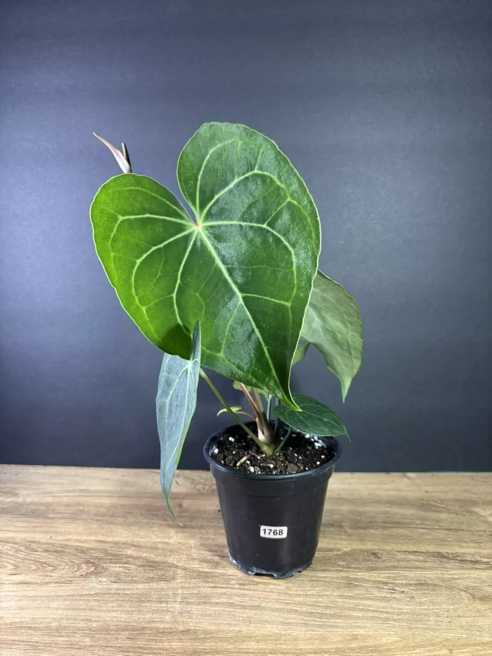plant/Anthurium Clarinervium 4”  1768-0