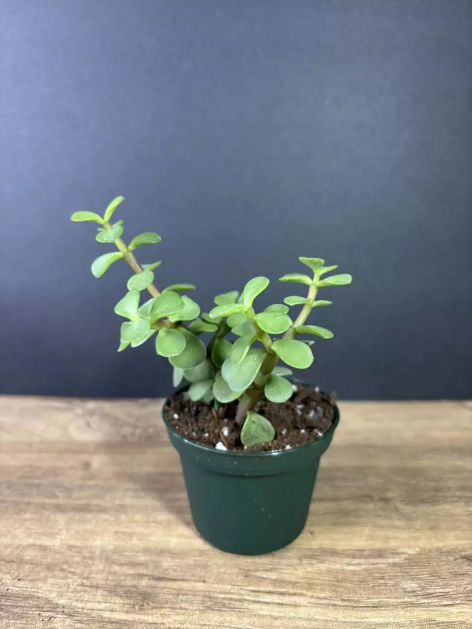 plant/Portulacaria afra - Elephant Bush 3” - grower’s choice-1