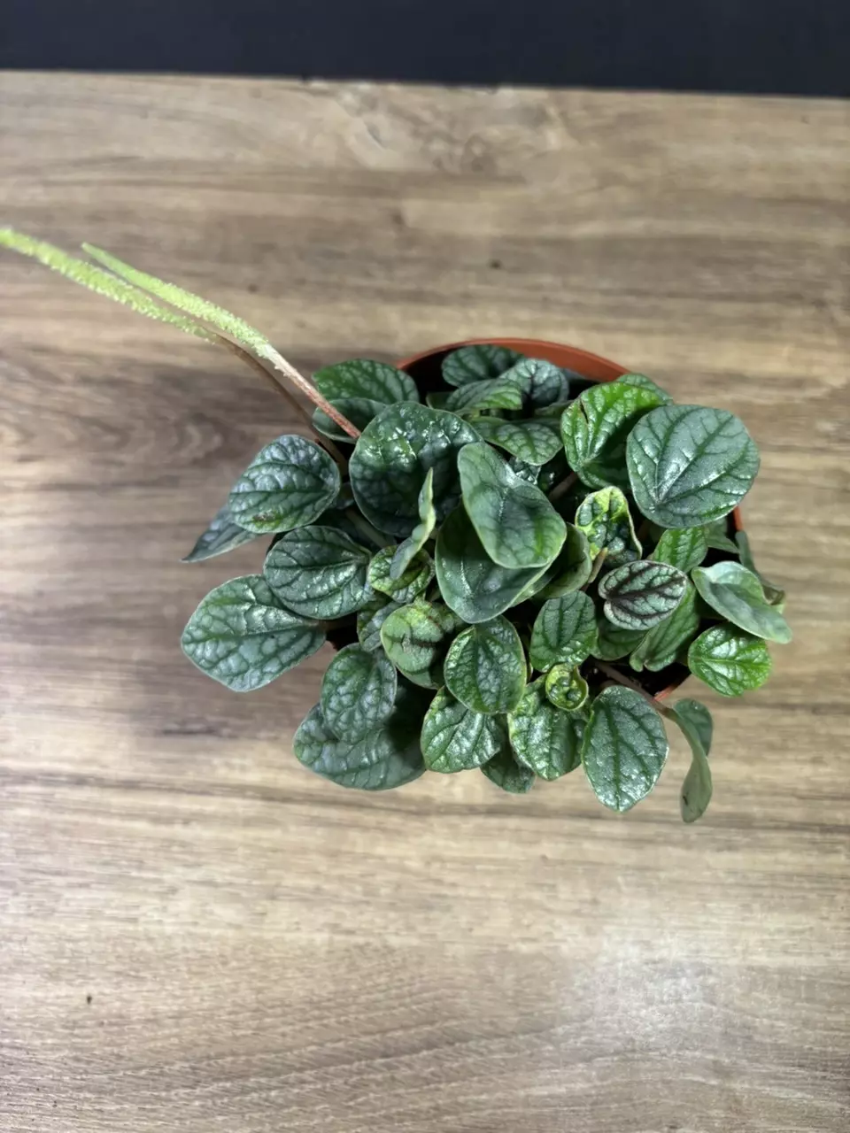 plant/Peperomia Burbella 4”-1