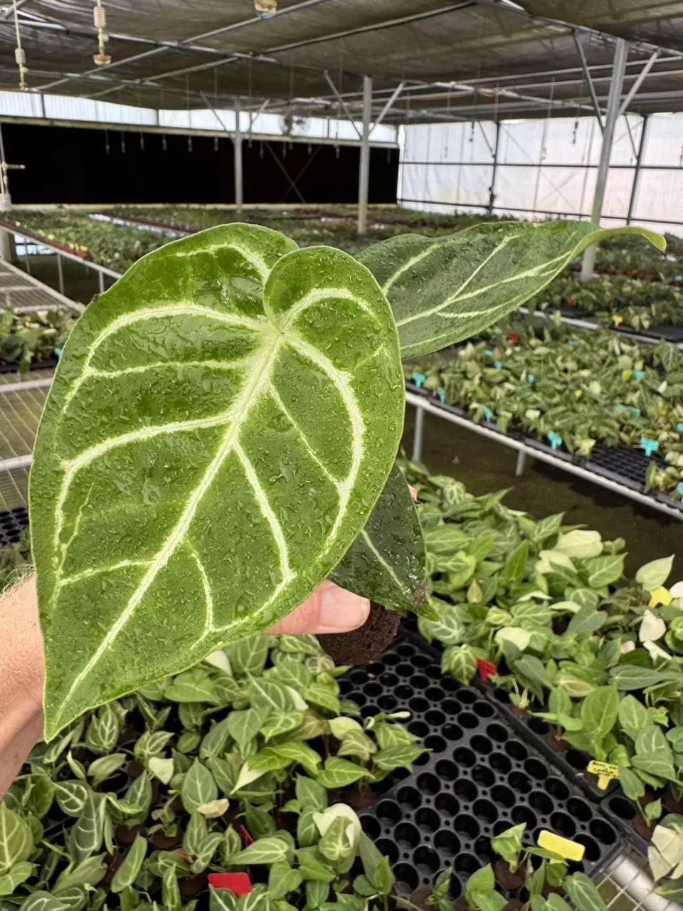 plant/Anthurium silver blush x papillilaminum starter plant growers choice-1